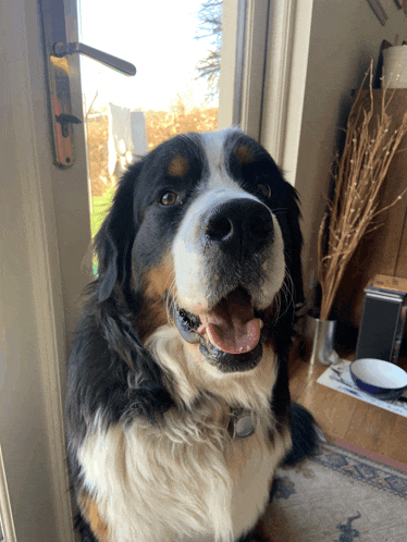 a black and white dog sitting in front of a door with its tongue hanging out