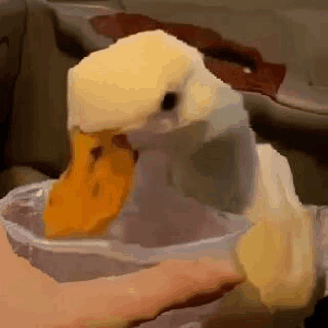 a duck is drinking from a plastic cup .