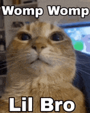 a close up of a cat with the words womp womp lil bro written on it