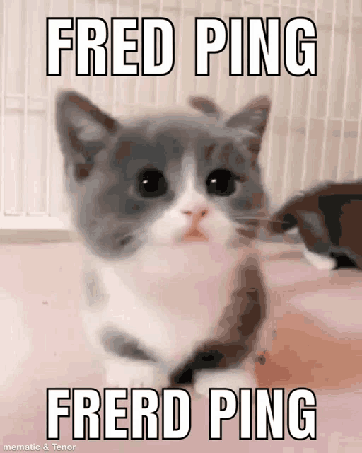 a picture of a cat with the words fred ping and frerd ping on it