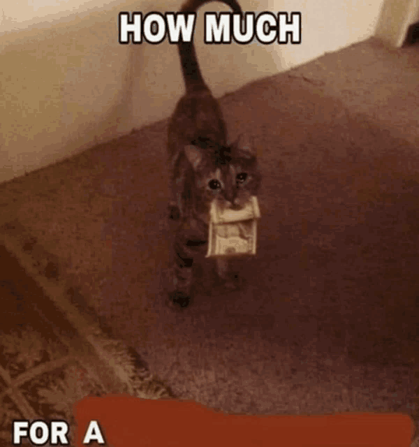 a cat with a bag of money in its mouth and the words how much for a