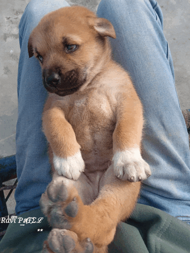 a small brown puppy is sitting on a person 's lap with a picture of the puppy taken by ravi paul