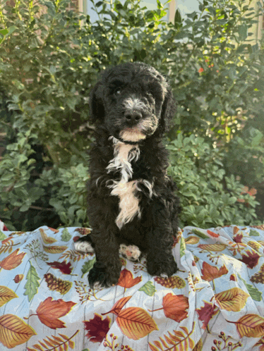 a small black and white puppy is sitting on a blanket with leaves on it