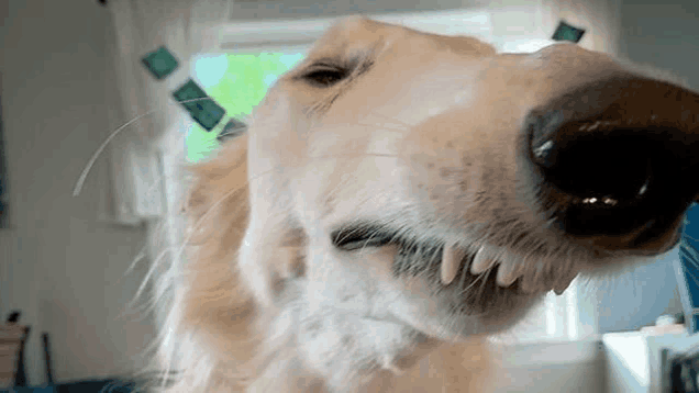 a close up of a dog 's mouth with its teeth visible .