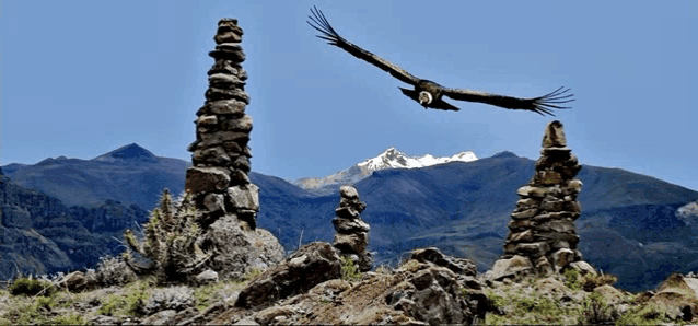 a large bird is flying over a pile of rocks in the mountains