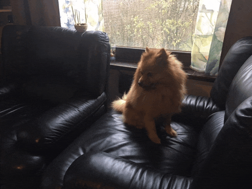 a small dog sitting on a black leather couch