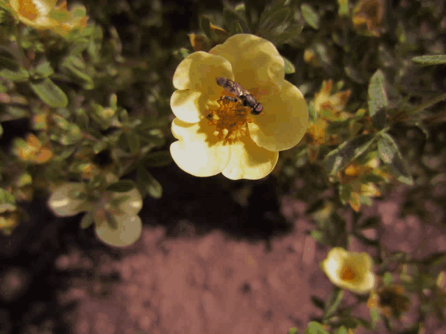 a close up of a yellow flower with a bee sitting on it