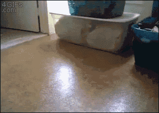 a gif from 4gifs.com is displayed on a floor