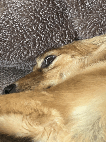 a close up of a dog laying down on a couch