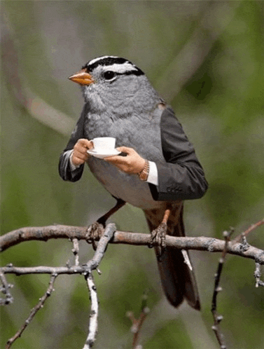 a bird with a suit on has a cup of coffee in its beak