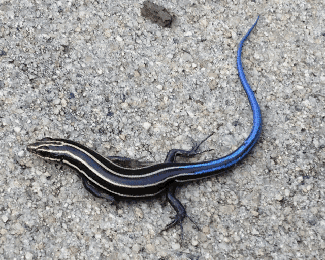 a lizard with a blue tail is laying on a gravel surface