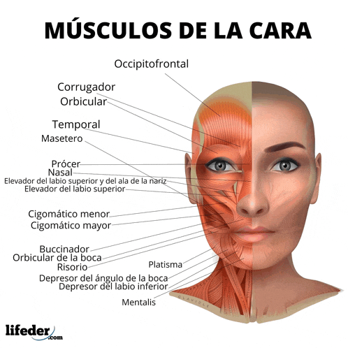 a diagram of the muscles of the face and head