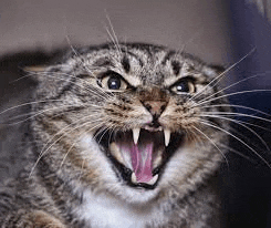 a close up of an angry cat with its mouth open and sharp teeth .