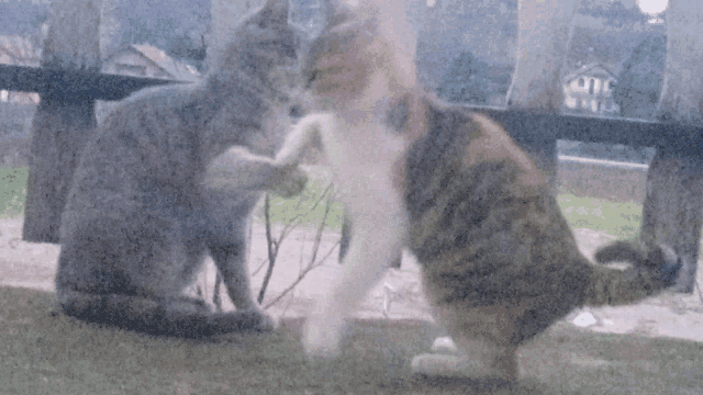 two cats are standing next to each other and one of them is scratching the other 's paw