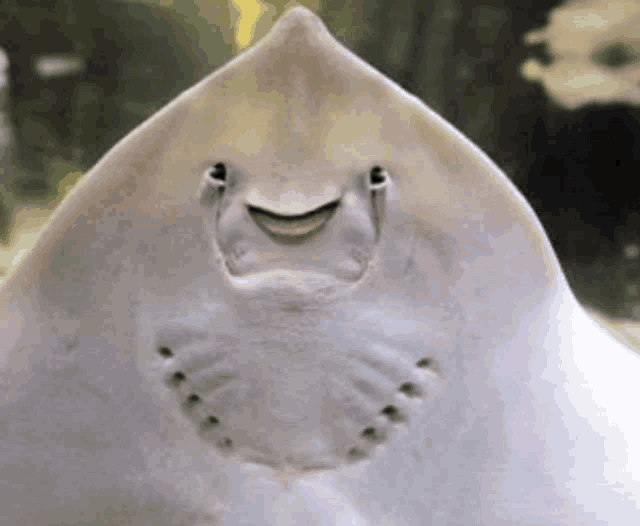 a close up of a stingray 's face with a smile on its face .