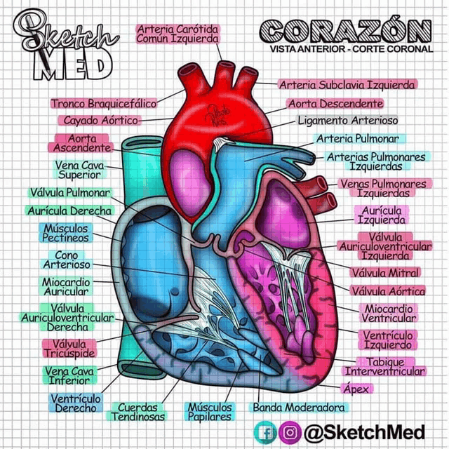 a diagram of a human heart with sketchmed written on the bottom