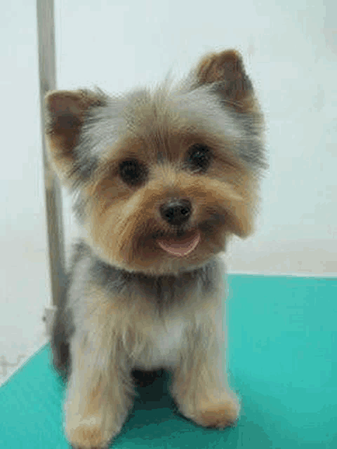 a small yorkshire terrier is sitting on a green table with its tongue out .