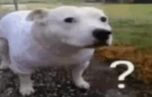 a white dog is standing in the grass with a question mark on it .