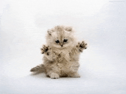 a small white kitten is sitting on its hind legs on a white surface .