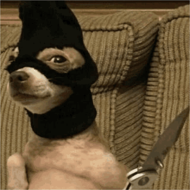 a small dog wearing a black mask holds a knife