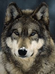 a close up of a wolf 's face with snow on its nose looking at the camera .