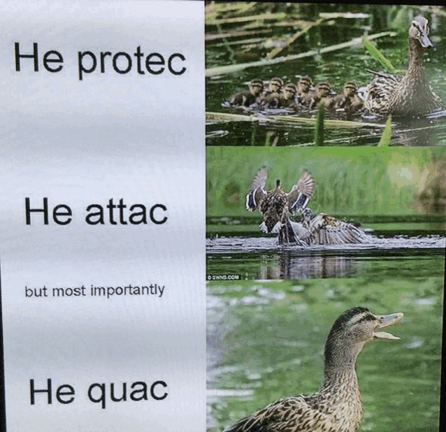 a picture of ducks with the words he protec he attac but most importantly he quac on it