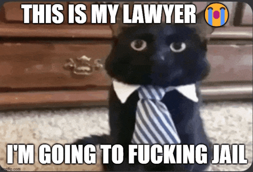 a black cat wearing a tie and collar says this is my lawyer i 'm going to fucking jail ..