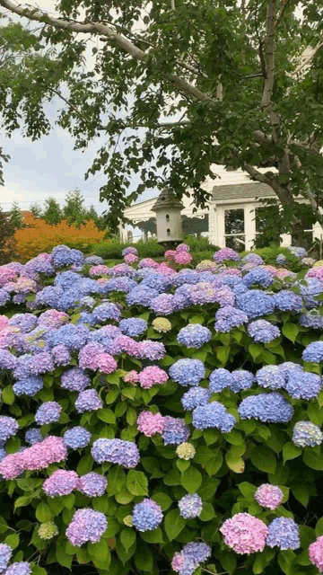 a bunch of blue and pink flowers in front of a house