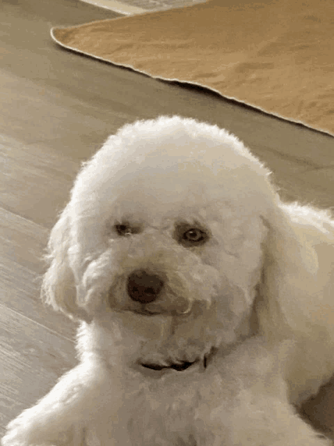 a small white poodle laying on a wooden floor