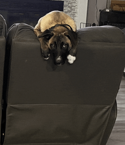 a dog is laying on the back of a black leather couch