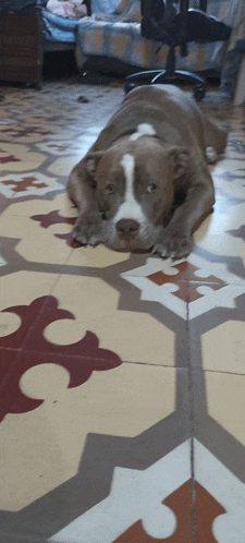 a dog is laying on a tiled floor with a cross pattern