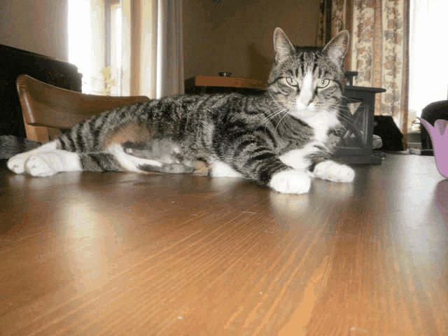 a cat is laying on a wooden table in front of a chair