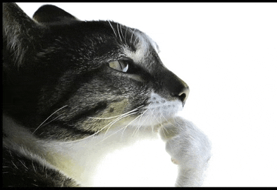 a close up of a cat 's face with its paw on its nose