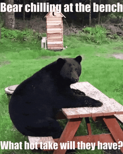 a bear is sitting at a picnic table with the caption bear chilling at the bench what hot take will they have