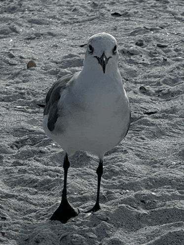 a seagull standing on one leg on the sand