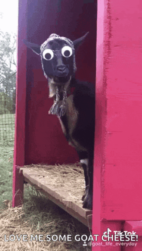 a goat wearing a mask and googly eyes is standing in a pink shed with the caption love me some goat cheese