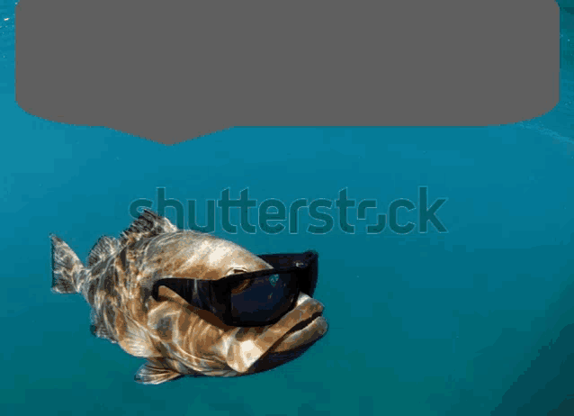 a fish wearing sunglasses is swimming in the ocean with a speech bubble above it