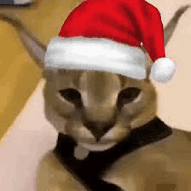 a close up of a cat wearing a santa hat on its head .