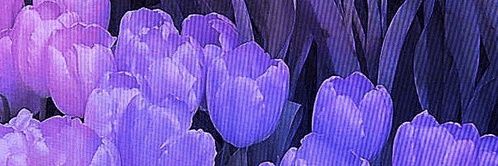 a painting of purple tulips on a black background