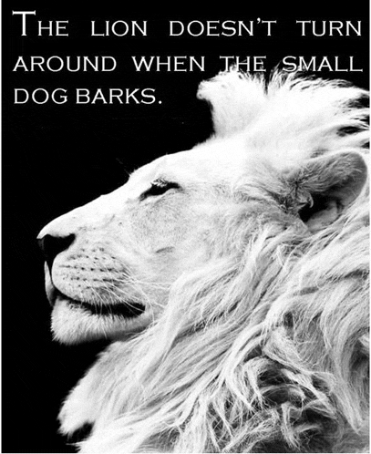 the lion does n't turn around when the small dog barks ..