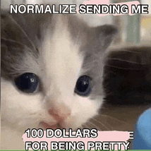 a gray and white kitten is looking at the camera and says normalize sending me 100 dollars for being pretty