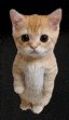 a small orange and white kitten is standing on its hind legs .