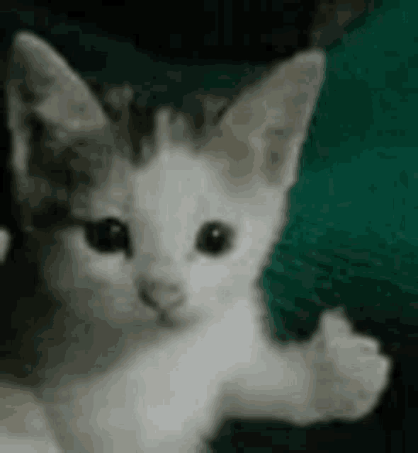 a white and brown kitten is giving a thumbs up sign .