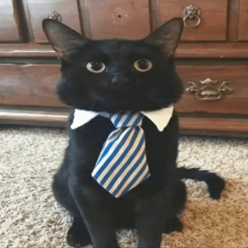 a black cat wearing a blue and white striped tie looks at the camera