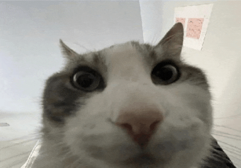 a gray and white cat looking at the camera