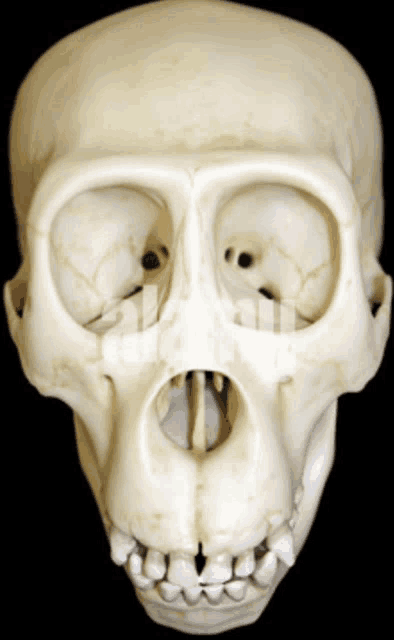 a close up of a human skull showing the teeth and eyes