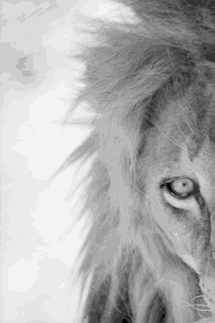 a black and white photo of a lion 's face with a long mane .