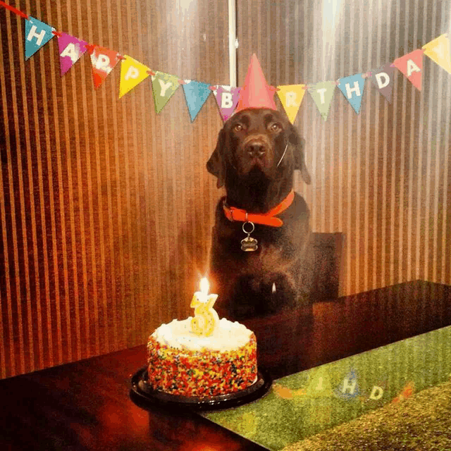 a dog wearing a birthday hat looks at a cake