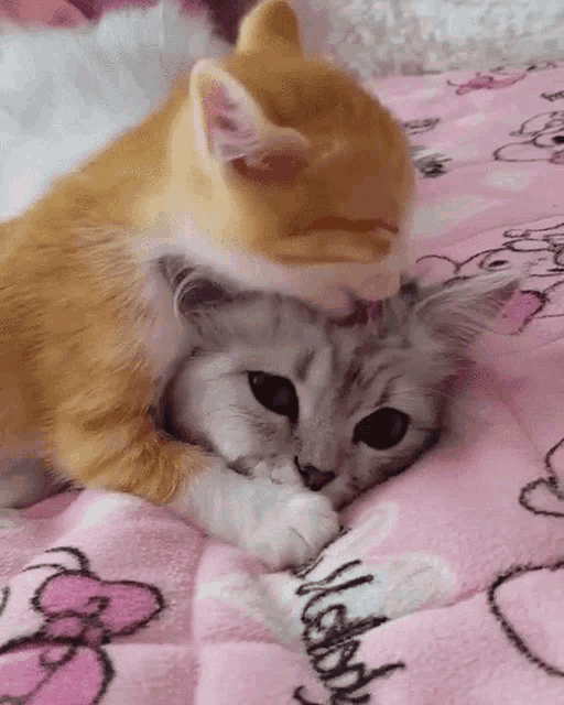 two cats are laying on a pink blanket .