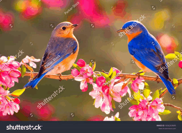 two birds sitting on a branch with pink flowers